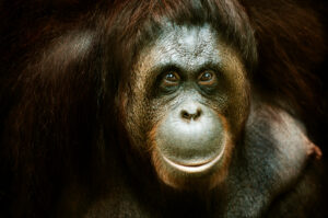 HD photo of an orangutang