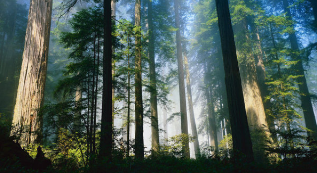 Redwood forest fog image