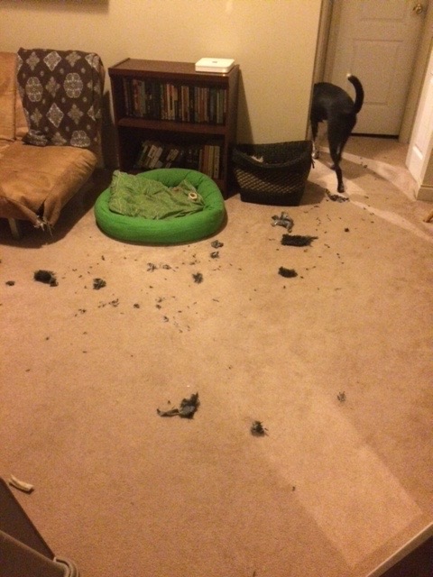 The mess a dog makes image
