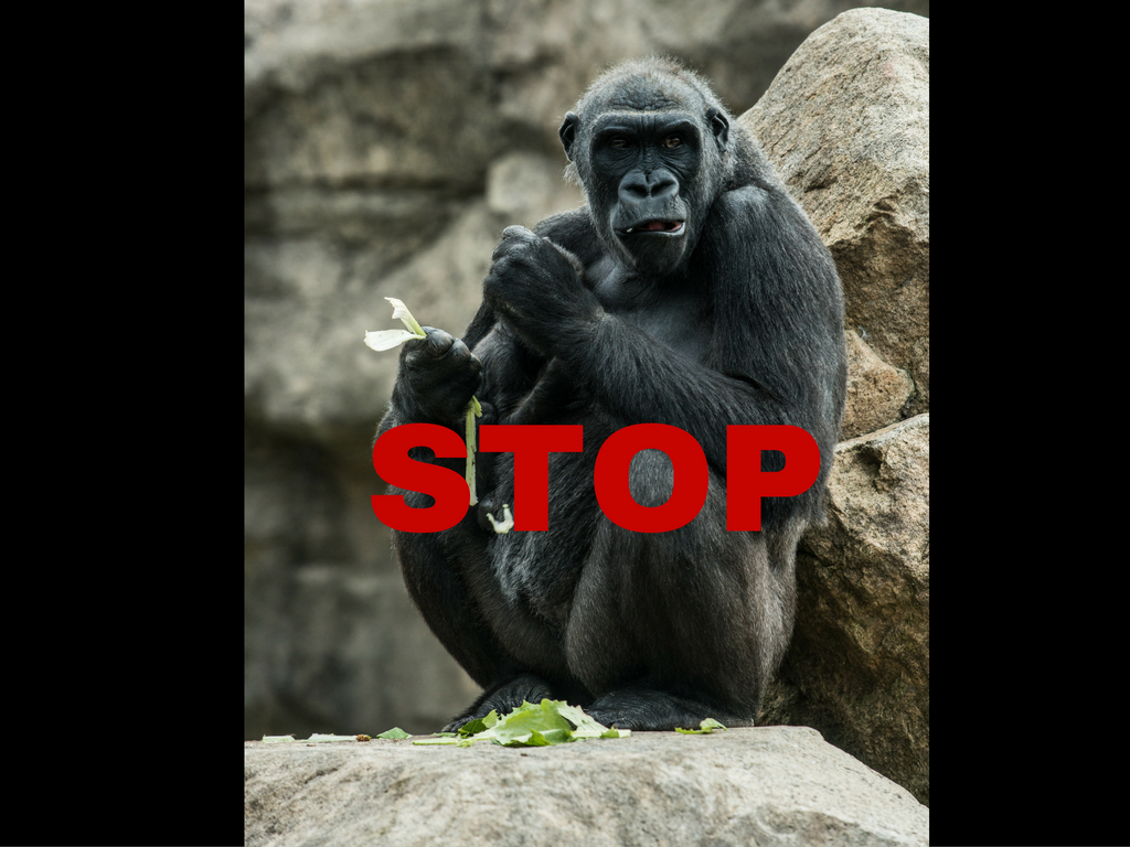 STOP monkey image