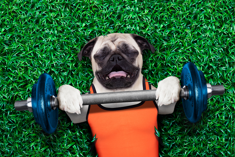 Pug doing weights image