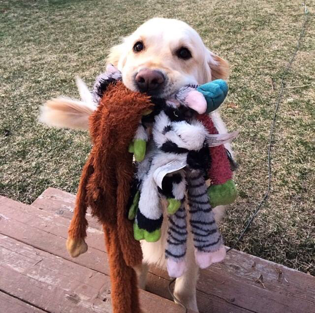 dog with a bunch of toys image