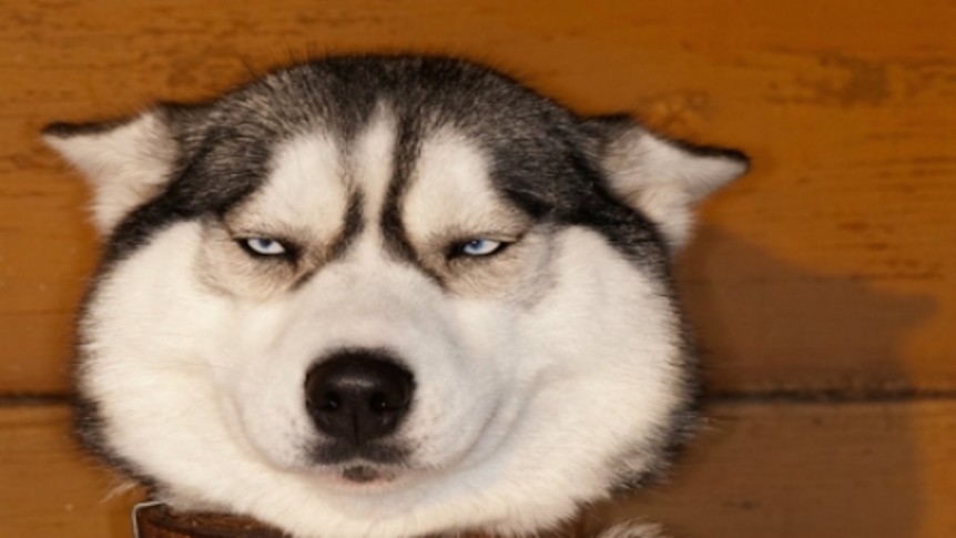 irritated husky image