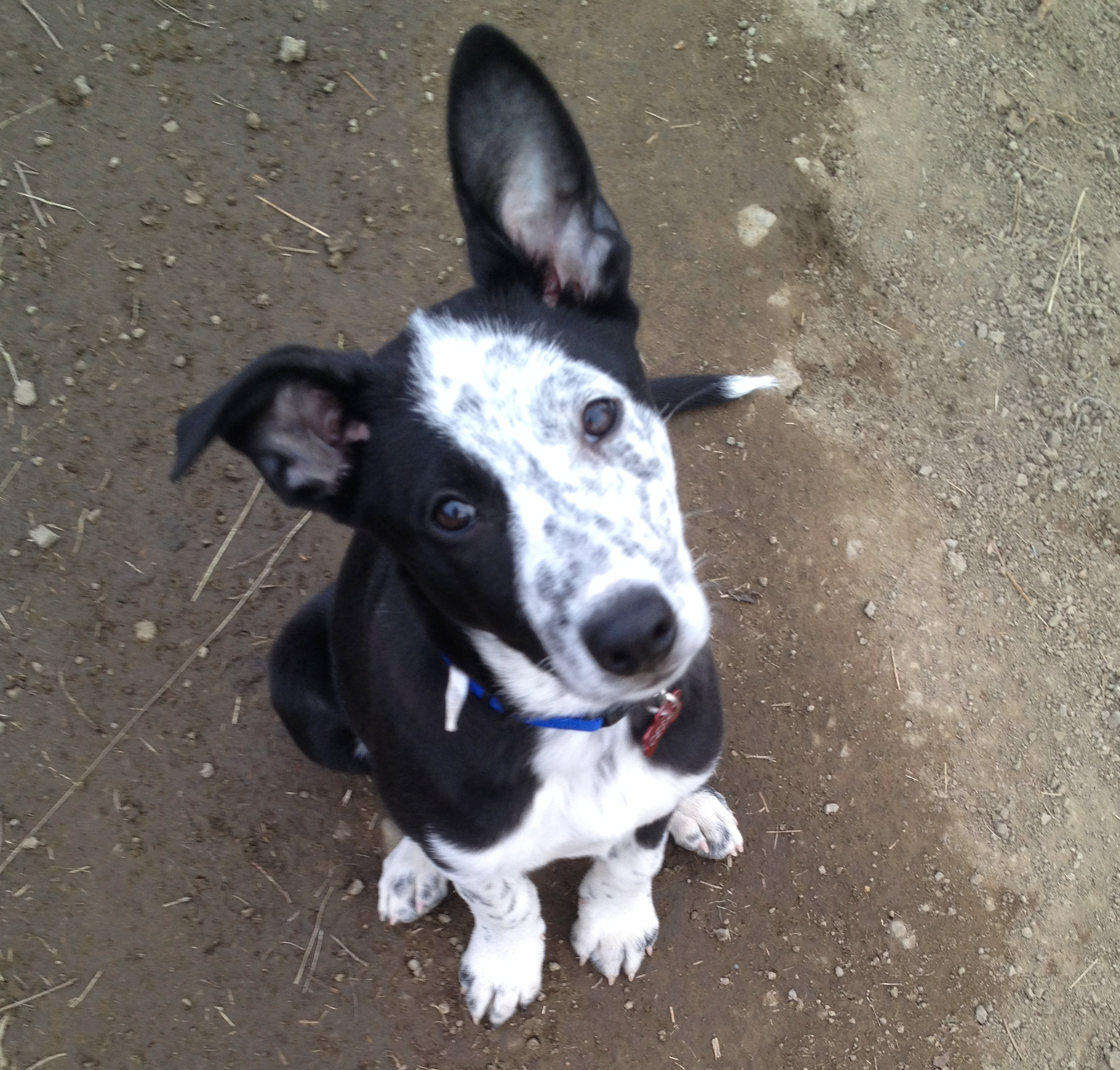 puppy with head tilt image