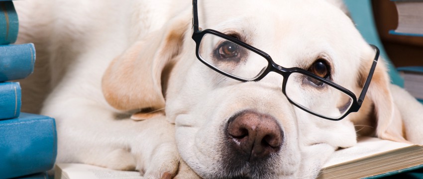 Dog reading glasses image