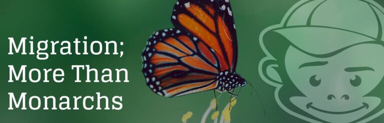Migration; More Than Monarchs | Cheeky Monkey Media