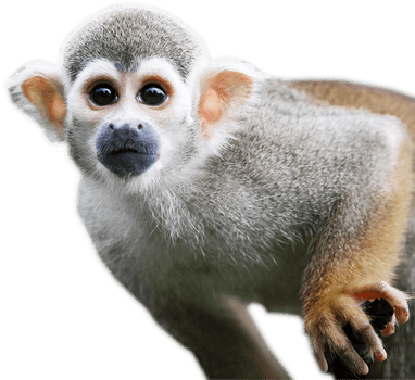A cute monkey