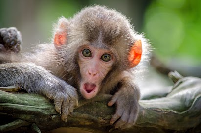 photo of a surprised monkey