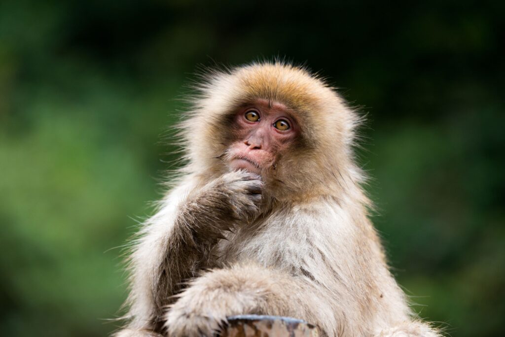 Thinking Monkey